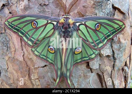 Spanischer Mondmotte (Graellsia isabellae, Graellsia isabelae), Männchen auf Kiefernrinde, Deutschland Stockfoto