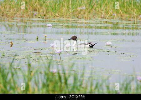 nördliche Pintail (Anas acuta), drake schwimmend auf einem Seerosensee, überwintern in Äthiopien, Äthiopien Stockfoto