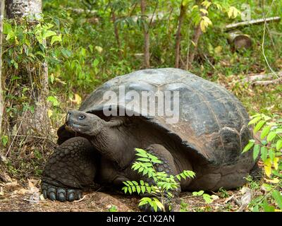 Östliche Santa Cruz Schildkröte (Chelonoidis donfaustoi, Chelonodis nigra donfaustoi, Geochelone elephantopus donfaustoi, Geochelone donfaustoi), in Habitat, Ecuador, Galapagos Inseln, Santa Cruz Stockfoto