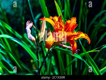 Hemerocallis fulva bekannt als orangene Taglilie, Tawny, Tiger, Eisenbahn, Straßenrand oder Fulvous Taglilie, auch Graben, Nebengebäude oder Waschhaus Lilie Stockfoto