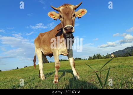 Eine hübsche junge braune Milchkuh mit Hörnern und einer Glocke. Braunes Vieh auf einer Weide in Bayern Stockfoto