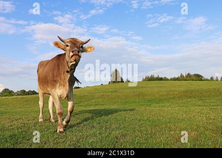 Eine hübsche junge braune Milchkuh mit Hörnern und Glocke auf einer Weide in Bayern. Braunes Vieh mit Hörnern kann gefährlich sein. Stockfoto