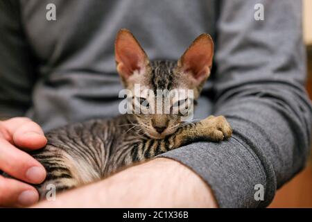 Das Kätzchen schnurrt in den Armen eines Mannes. Cornish Rex Schläft Ein. Stockfoto