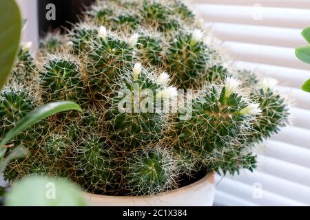 Kaktus blüht mit weißen Blüten. Pflanzen Sie auf der Fensterbank. Stockfoto