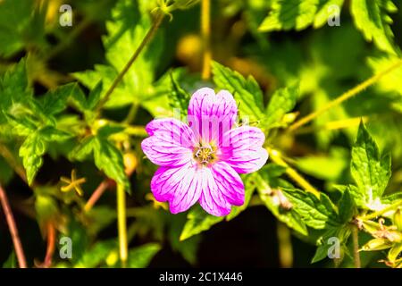 Wilder Geranium palustre bekannt als Sumpfkranzschnabel in Chichester, West Sussex, Großbritannien Stockfoto