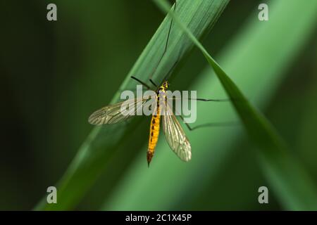 Eine Nahaufnahme eines Krans fliegt auf eine Anlage Stockfoto