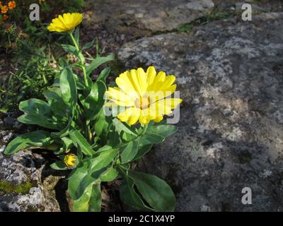 Gelber Topf Ringelblume in einem Steingarten Stockfoto