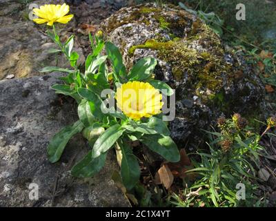 Gelber Topf Ringelblume in einem Steingarten Stockfoto