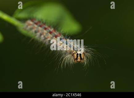 Nahaufnahme einer Raupe Stockfoto