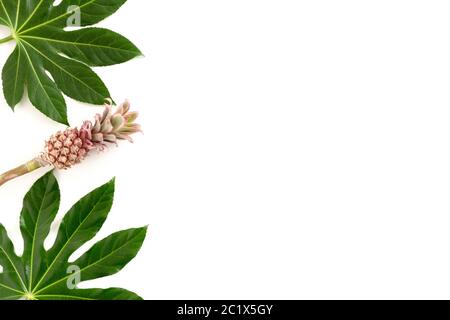 Rahmen aus grünen tropischen Blättern und rosa dekorative Ananas auf weißem Hintergrund Stockfoto