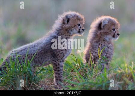 Geparden-Junge horizontales Porträt mit einem Geschwister im Hintergrund, der im grünen Gras im Kruger Park Südafrika sitzt Stockfoto