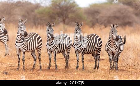 Eine Linie von Zebras, die in die gleiche Richtung im Tarangire Nationalpark Tansania schauen Stockfoto