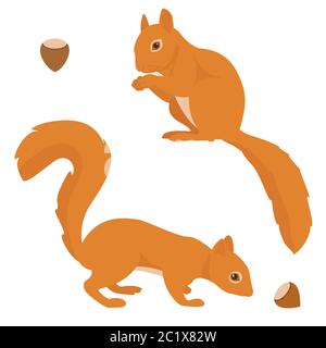 Zwei Vektorhörnchen isoliert auf weißem Hintergrund Stock Vektor