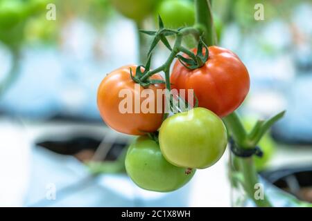 Rote Kirschtomaten reifen in einem Gewächshausgarten. Dies ist ein nahrhaftes Essen, Vitamine sind gut für die menschliche Gesundheit Stockfoto