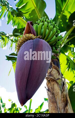 Karibisches Meer - Bananenplantage auf St. Lucia Stockfoto