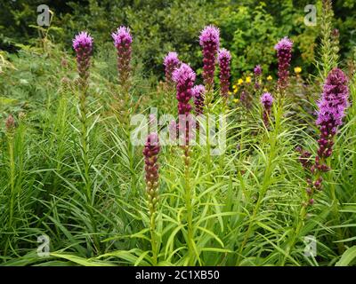 Lila Liatris spicata blüht (dichter, lodernder Stern oder Knauf-Schlangenhort) in einem Gartenrand Stockfoto