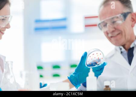 Nahaufnahme. Petrischale in der Hand der Forscher. Stockfoto