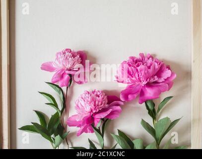 Drei rosa Pfingstrosen auf einem Hintergrund von hellem Canvas. Sommer Foto mit einem Platz für Grüße. Stockfoto