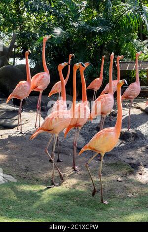 Karibik, Cartagena in Kolumbien - Flamingo Stockfoto