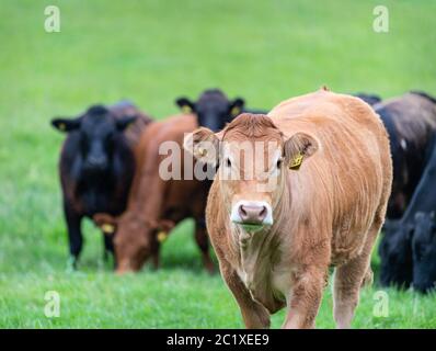 Kuh Portrait mit Herde im Hintergrund nicht fokussiert Stockfoto