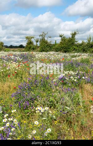 Wildblumenwiese in Hampshire, Großbritannien, mit bunten Wildblumen einschließlich roter Mohnblumen, getufteten Vetch und Ochsenblumen. Sommer Landschaft. Stockfoto