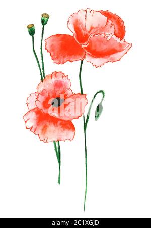 Poppy Aquarell Suumer Hand Zeichnung Illustration Stockfoto