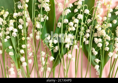 Lilien des Tales mit grünen Blättern auf einem rosa Pastellgrund Stockfoto