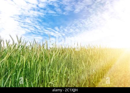 Landschaftlich reizvolle Landschaft von wachsenden jungen Bio-Weizenstiel Feld gegen blauen Himmel an hellen sonnigen Sommertag. Getreideernte Ernte Wachstum Hintergrund Stockfoto