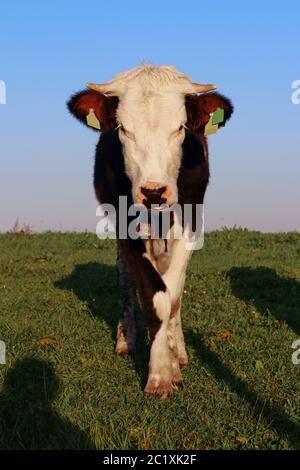 Ein hübsches fleckvieh mit Hörnern auf einer Wiese in Bayern. Schwarz-weiße Fleckvieh-Kuh Stockfoto