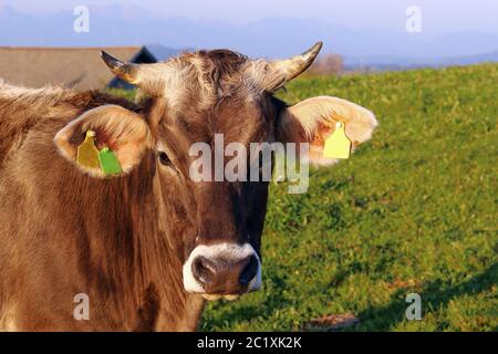 Ein hübsches braunes Vieh auf einer Wiese in Bayern. Eine Kuh mit Hörnern Stockfoto