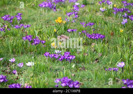 Wiese im Stadtpark mit Krokussen Stockfoto