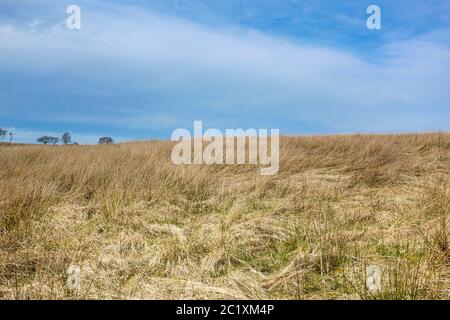 Ein Feld von braunem getrocknetem Gras während der Dürre im Frühjahr 2020 Stockfoto