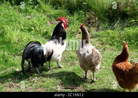 Freilandhühner schwarz-weiß Lakenvelder Hahn und bluebell Huhn Huhn in einem Bauernhof in Carmarthenshire Wales UK KATHY DEWITT Stockfoto