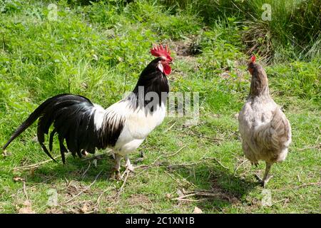 Freilandhühner schwarz-weiß Lakenvelder Hahn und bluebell Huhn Huhn in einem Bauernhof in Carmarthenshire Wales UK KATHY DEWITT Stockfoto