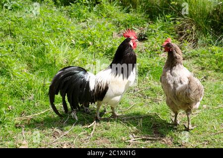 Freilandhühner schwarz-weiß Lakenvelder Hahn und bluebell Huhn Huhn in einem Bauernhof in Carmarthenshire Wales UK KATHY DEWITT Stockfoto