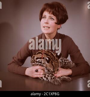 Ann Ladiges, deutsche Fernsehansagerin, Autorin und Drehbuchschreiberin, mit einem Ozelot bei einer Fotosession im Studio Hamburg, Deutschland um 1967. Die deutsche TV-Moderatorin, Autorin und Drehbuchautorin Ann Ladiges während eines Fotoshootings mit einem Ozelot im Hamburger Fernsehstudio um 1967. Stockfoto