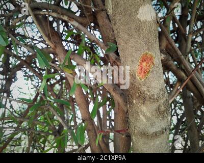 Nahaufnahme des Hinweises der Verletzung auf dem Baumstamm schälte Baumrinde mit der Axt. Stockfoto