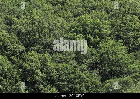 Gemischter Laubwald im Sommer, Deutschland, sieht aus wie eine grüne Mauer Stockfoto