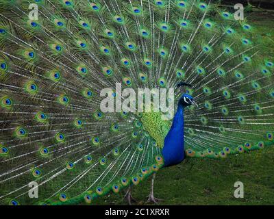 Männlicher Pfau mit seinen Schwanzfedern in der Anzeige von der Seite aus gesehen Stockfoto