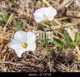 Convolvulus arvensis, Feldwespe in Blume Stockfoto