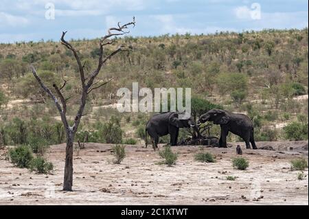 Elefanten an einem Wasserloch in den Khaudum Nationalpark Namibia Stockfoto