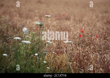 Wilde Karotte Daucus carota am Rand des Kornfeldes Stockfoto