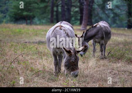 Zwei Esel als Landschaftsgärtner im Sandhausener Naturschutzgebiet Pflege SchÃ¶nau Stockfoto