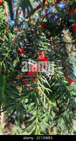 Pazifische Eibe (Taxus brevifolia) Stockfoto