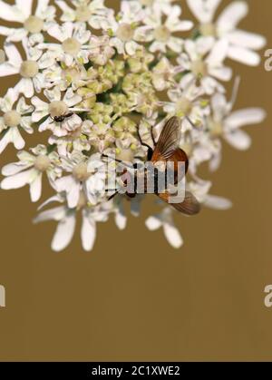 Caterpillar Fly Gymnosoma rotundatum Stockfoto