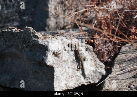 Eine Eidechse sitzt an einem schönen Sommertag im Sonnenlicht. Stockfoto