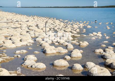 Thrombolites, einige der ältesten lebenden Organismen der Erde, wachsen am Ufer des Lake Clifton, nahe Mandura südlich von Perth in Westaustralien Stockfoto