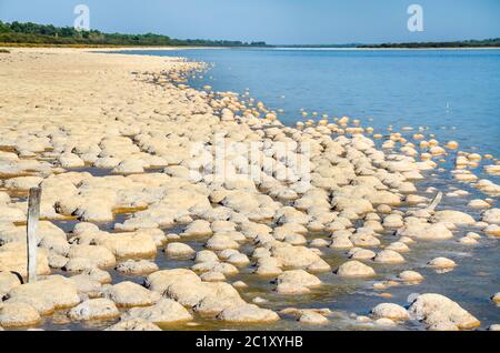 Thrombolites, einige der ältesten lebenden Organismen der Erde, wachsen am Ufer des Lake Clifton, nahe Mandura südlich von Perth in Westaustralien Stockfoto