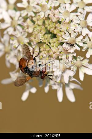 Raupenfliege Gymnosoma rotundatum auf einer Doldenblüte Stockfoto