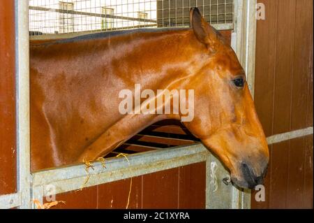 Trooping die Farbe Stockfoto